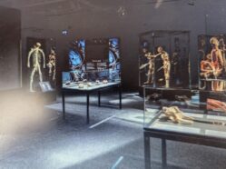 Výstava Body Worlds je považována za jednu z nejvlivnějších a nejkomentovanějších vědeckých výstav posledních desetiletí.