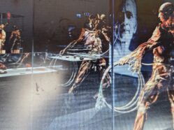 Výstava Body Worlds vznikla díky metodě plastinace vyvinuté Dr. von Hagensem.