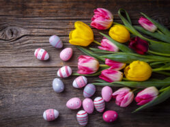 Ilustrační foto: Tulipány a vejce.